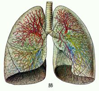 肺氣不足易氣短，人到中年要補(bǔ)肺