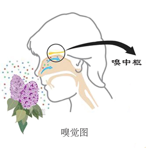 嗅覺不好，學(xué)學(xué)健鼻功