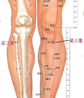 足三里穴，增強(qiáng)脾胃功能好助手