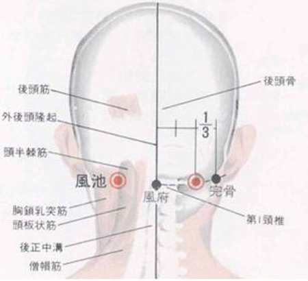風(fēng)府穴→治頭面、五官疾病