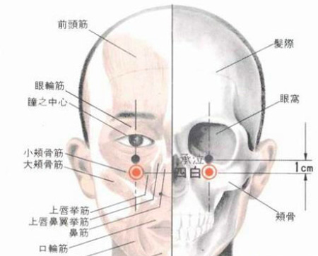 四白穴→治青光眼、近視