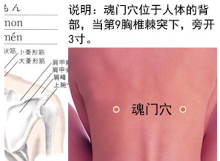 魂門穴→治胸脅痛、嘔吐