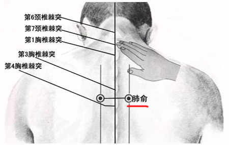 肺俞穴→治咳嗽、氣喘
