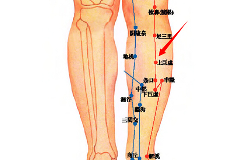 上巨虛穴→治腸鳴、腹痛