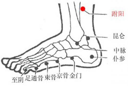 跗陽穴→治頭痛、腰骶痛