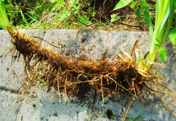 潼南桂林打造2000畝標(biāo)準化林下生態(tài)中藥材種植基地