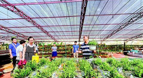 羅浮山洞天藥市或9月開(kāi)市 種植中草藥40多畝