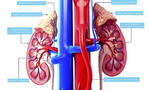 中西醫(yī)結合治療IgA腎病新方案建立