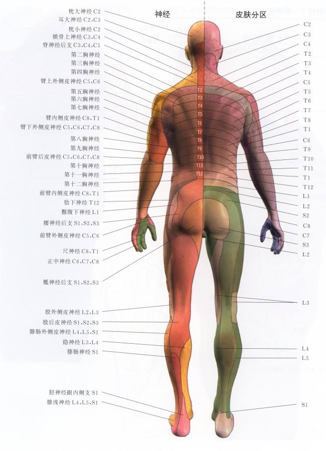 人體神經