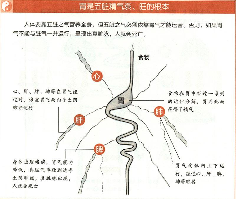 胃有什么重要性？