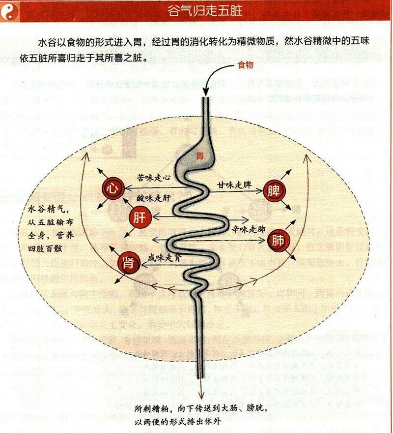 食物在體內(nèi)如何運化？