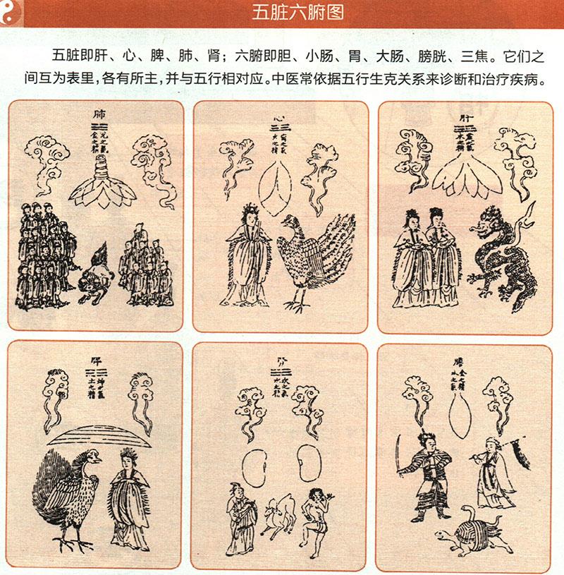 臟腑各有什么功能？