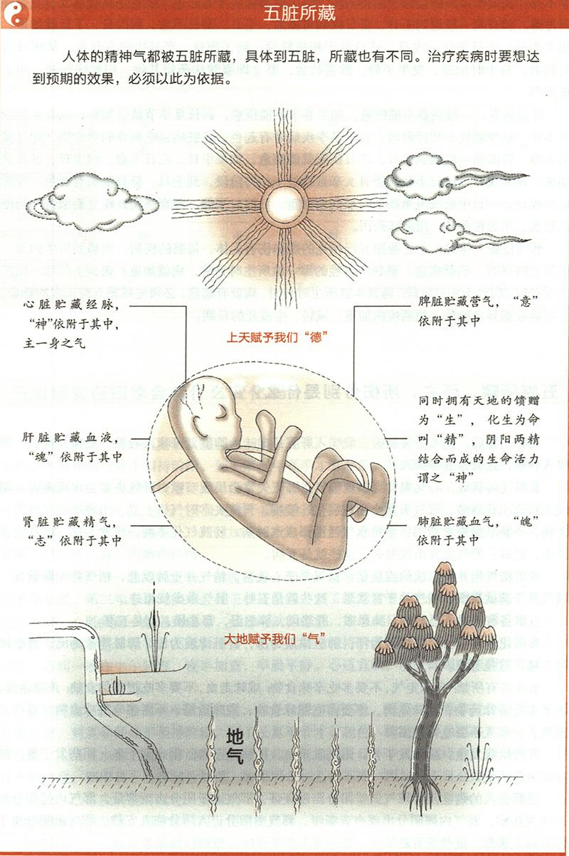 五臟所藏，所主，所傷分別是什么？