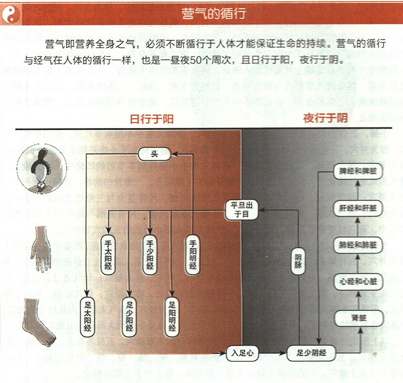營(yíng)氣在體內(nèi)是如何循環(huán)的？