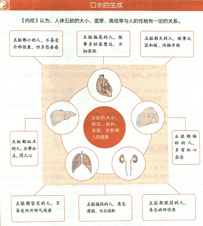 你知道自己臟腑的大小嗎？