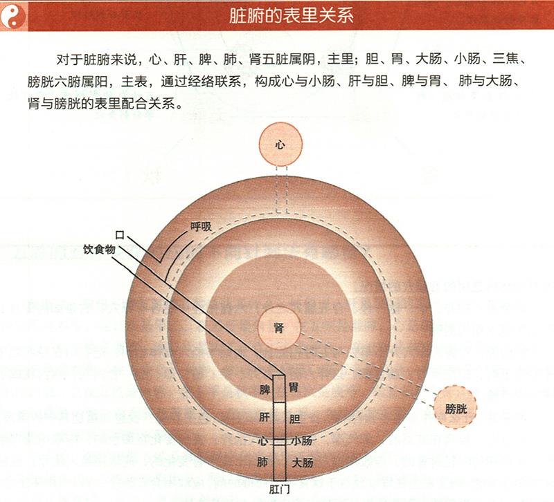 臟腑與各組織之間是什么關(guān)系？