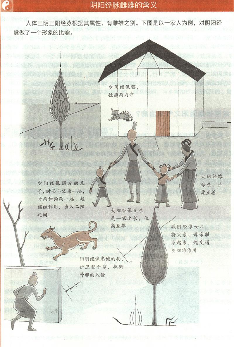 三陰三陽(yáng)經(jīng)脈的雌雄是什么？