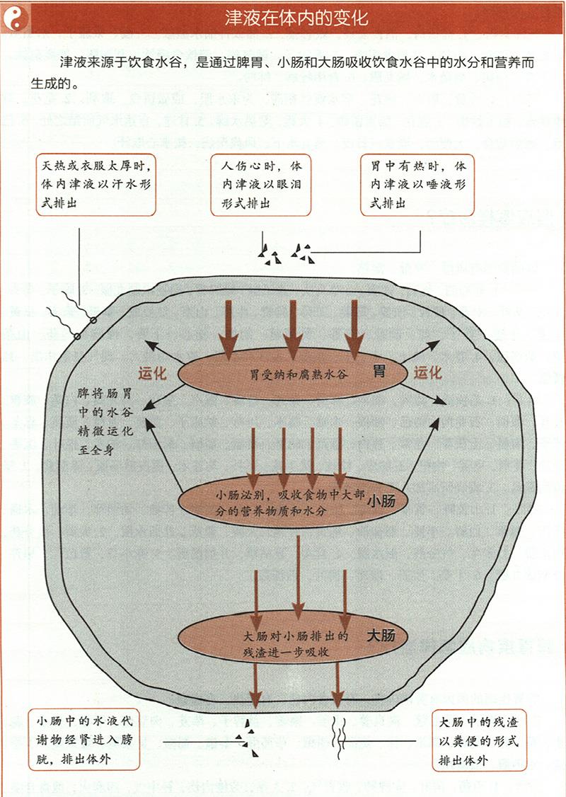 痰飲應(yīng)怎樣治療？