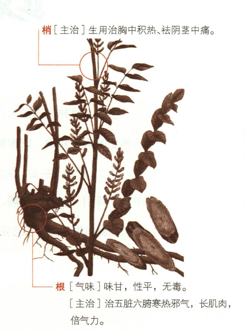 甘草具有哪些養(yǎng)生價(jià)值？