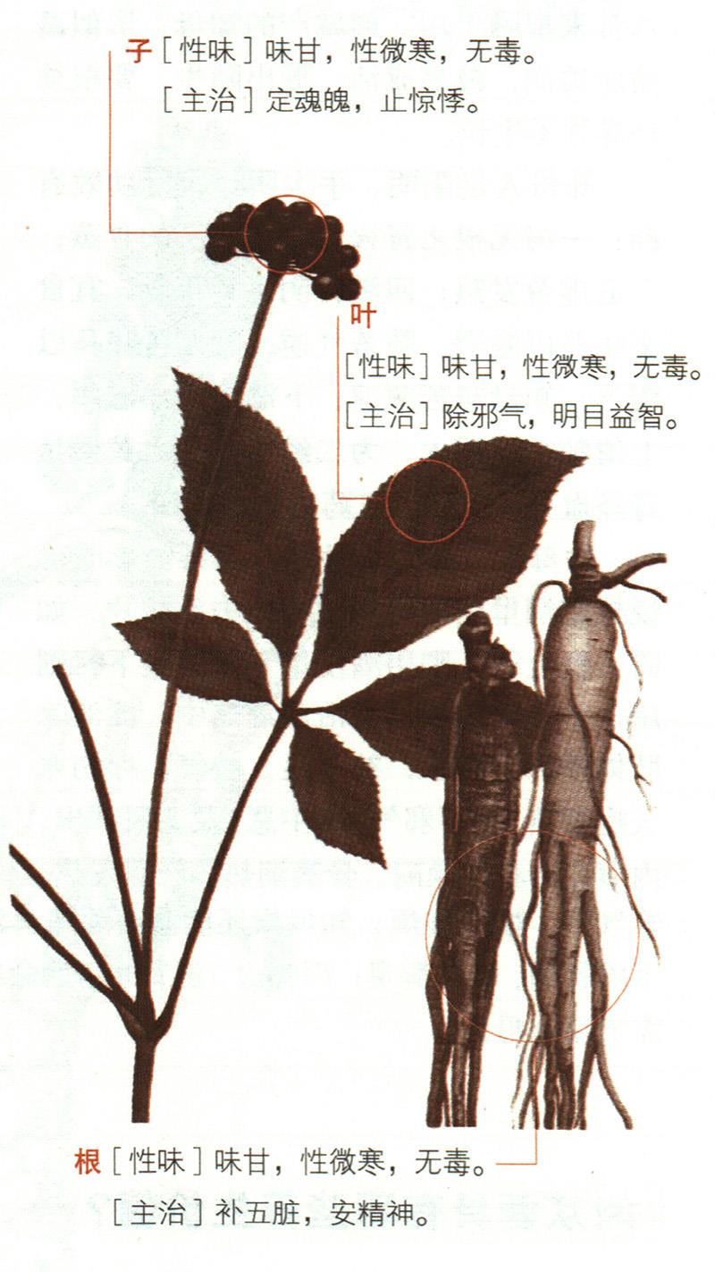 人參具有哪些養(yǎng)生價(jià)值？