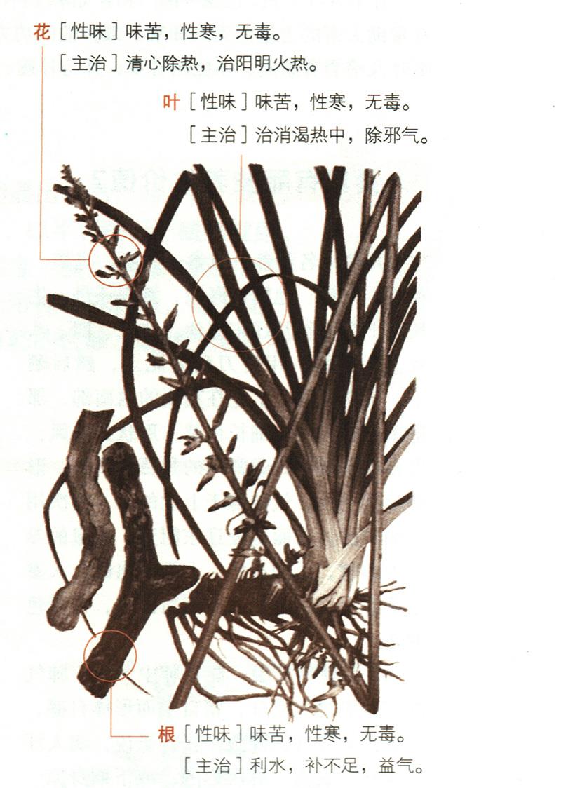 知母具有哪些養(yǎng)生價(jià)值？