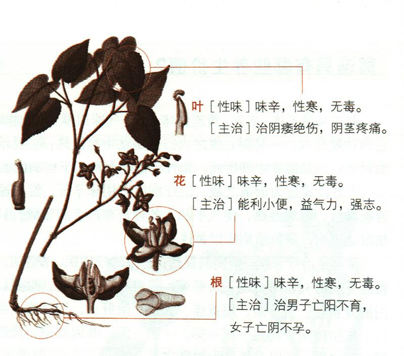 淫羊藿具有哪些養(yǎng)生價(jià)值？