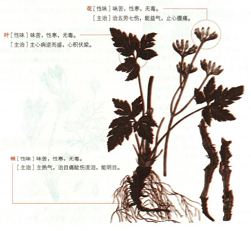 黃連具有哪些養(yǎng)生價(jià)值？