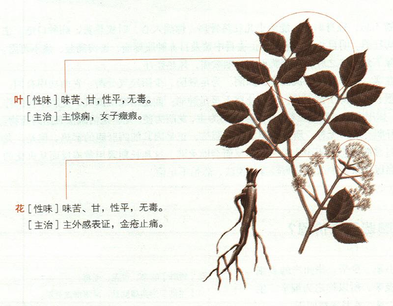 獨(dú)活具有哪些養(yǎng)生價(jià)值？