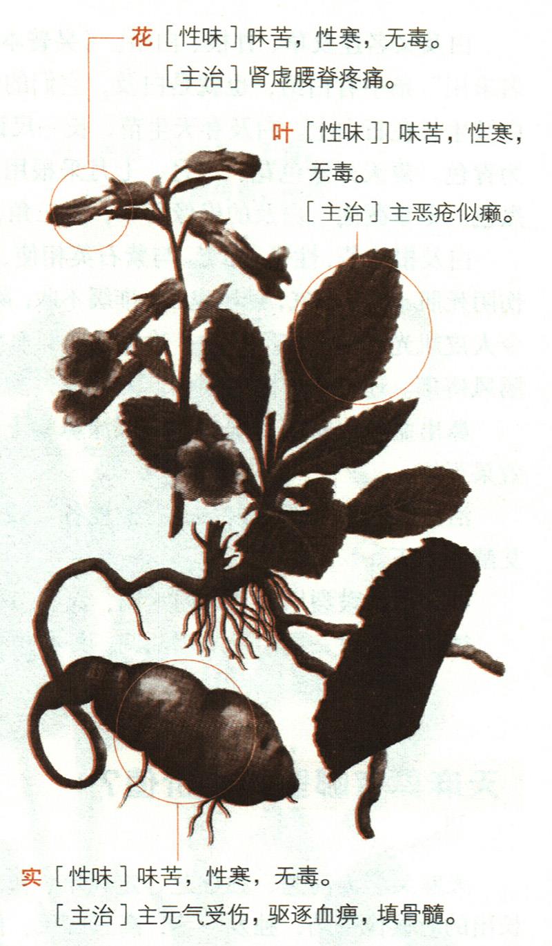 地黃具有哪些養(yǎng)生價(jià)值？