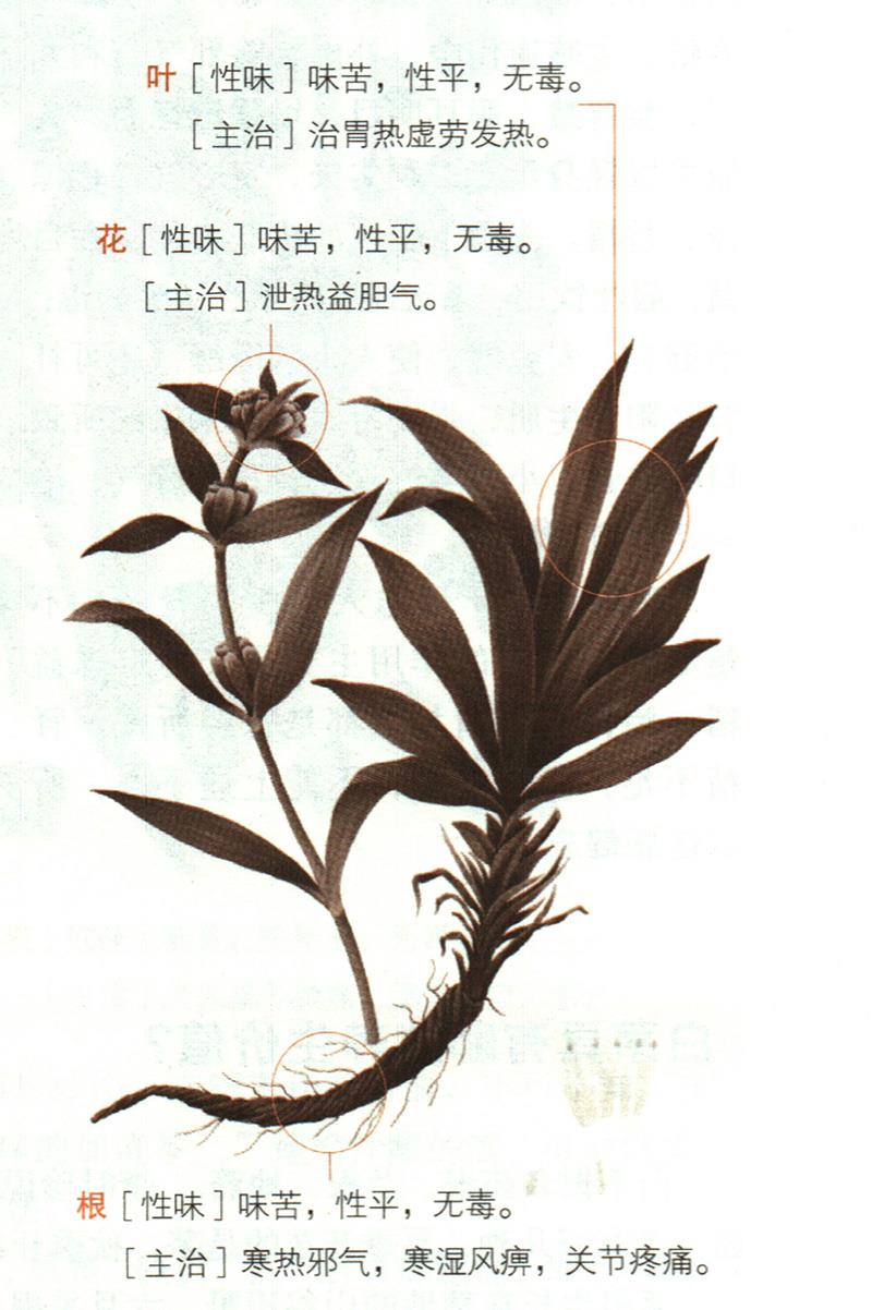 秦艽具有哪些養(yǎng)生價值？