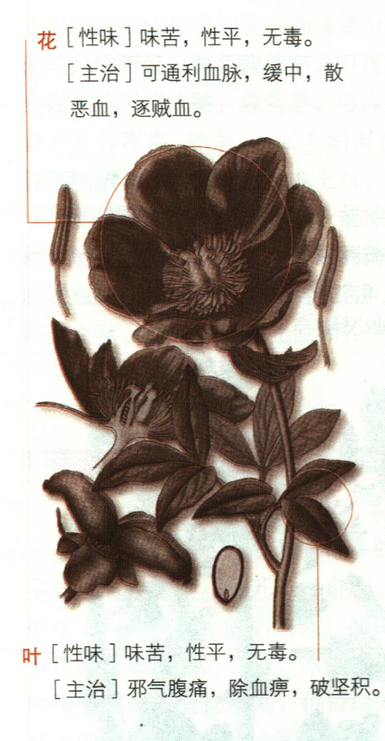 芍藥具有哪些養(yǎng)生價值？