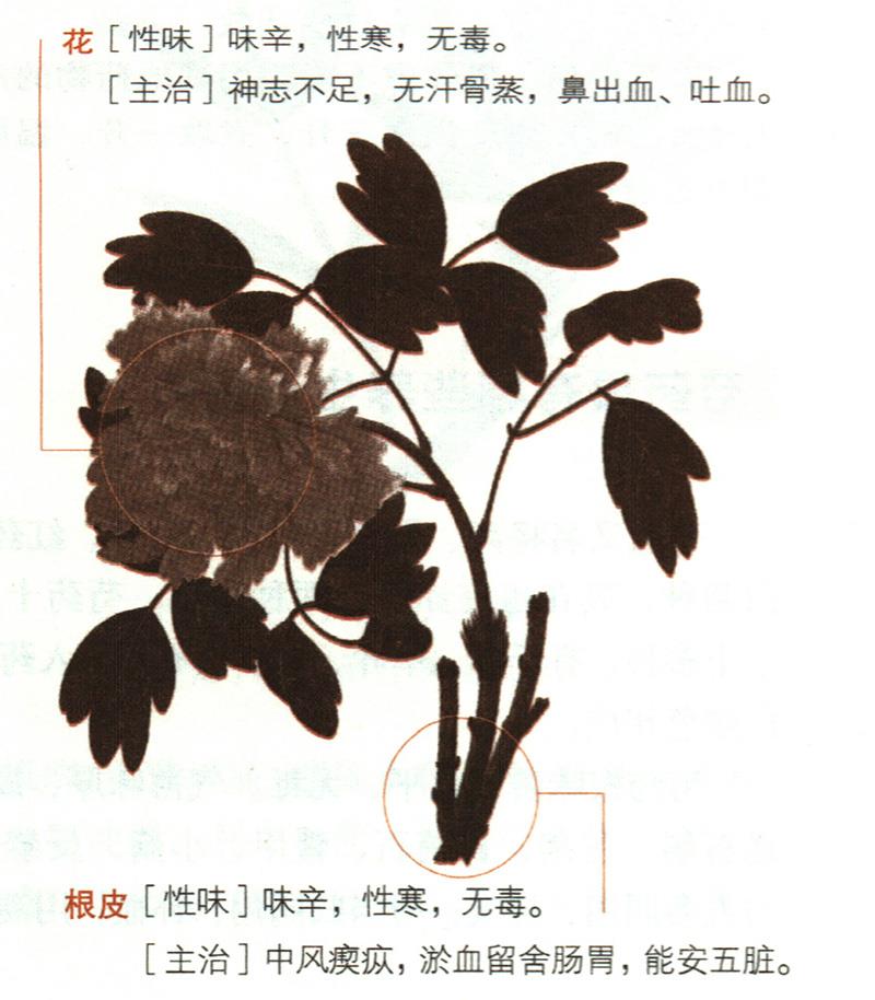 牡丹具有哪些養(yǎng)生價(jià)值？