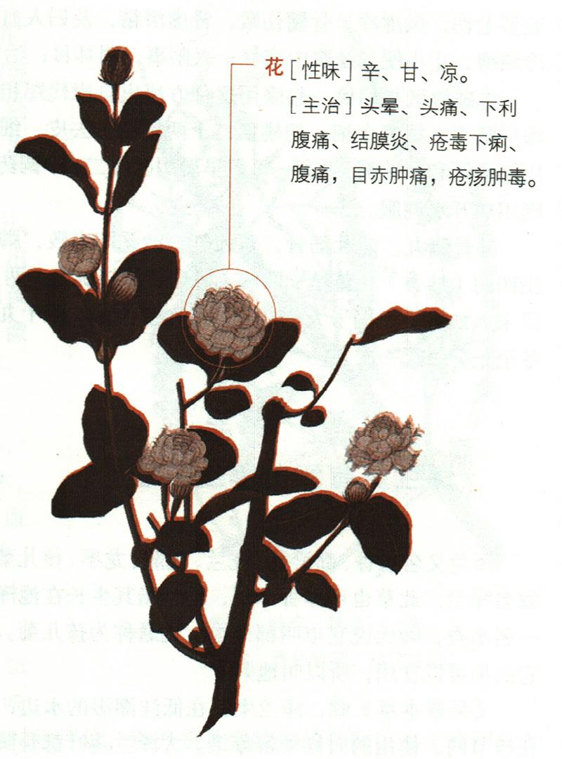 茉莉具有哪些養(yǎng)生價(jià)值？