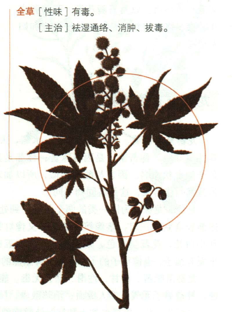 蓖麻具有哪些養(yǎng)生價值？