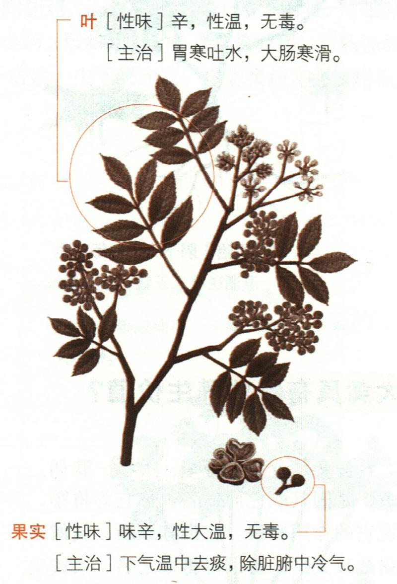 秦椒具有哪些養(yǎng)生價值？