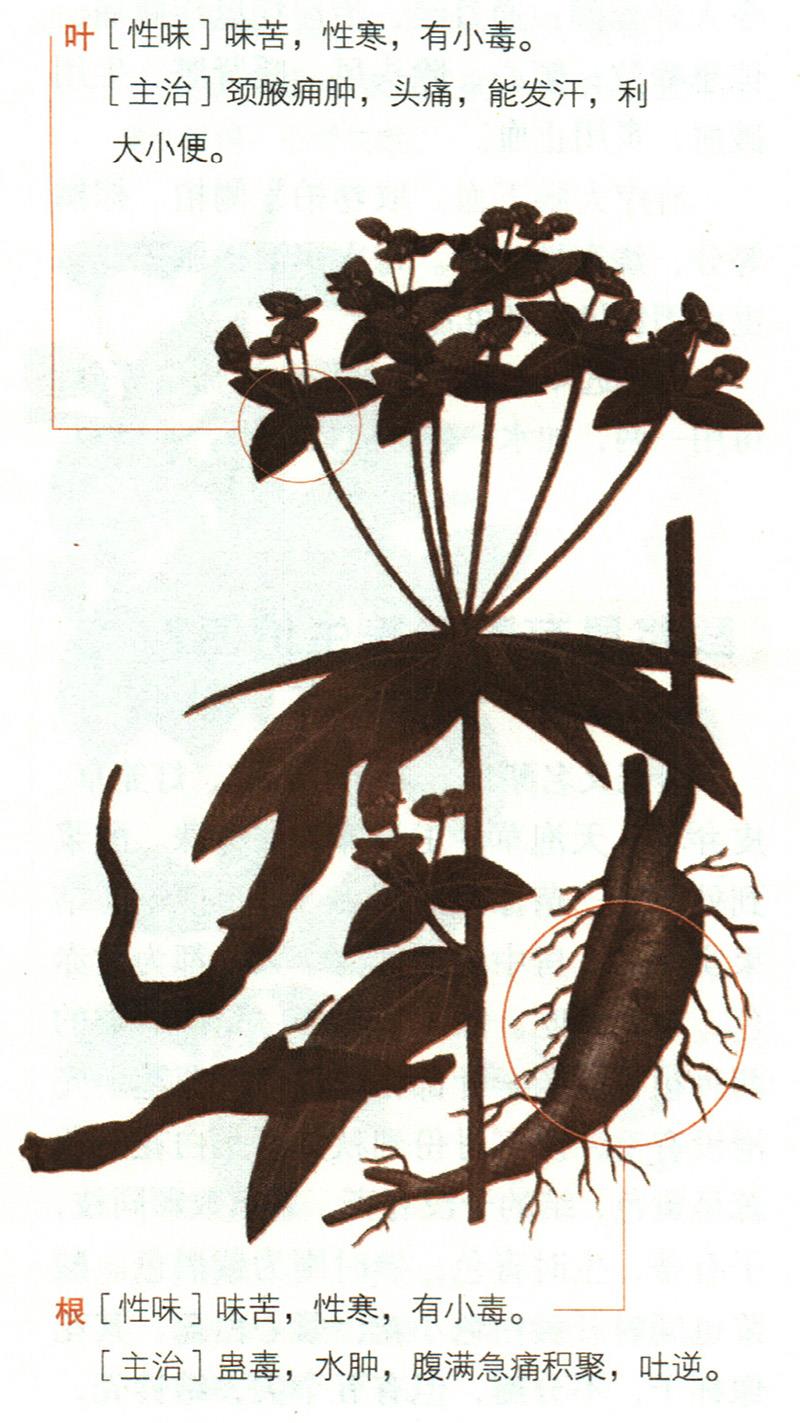 大戟具有哪些養(yǎng)生價值？