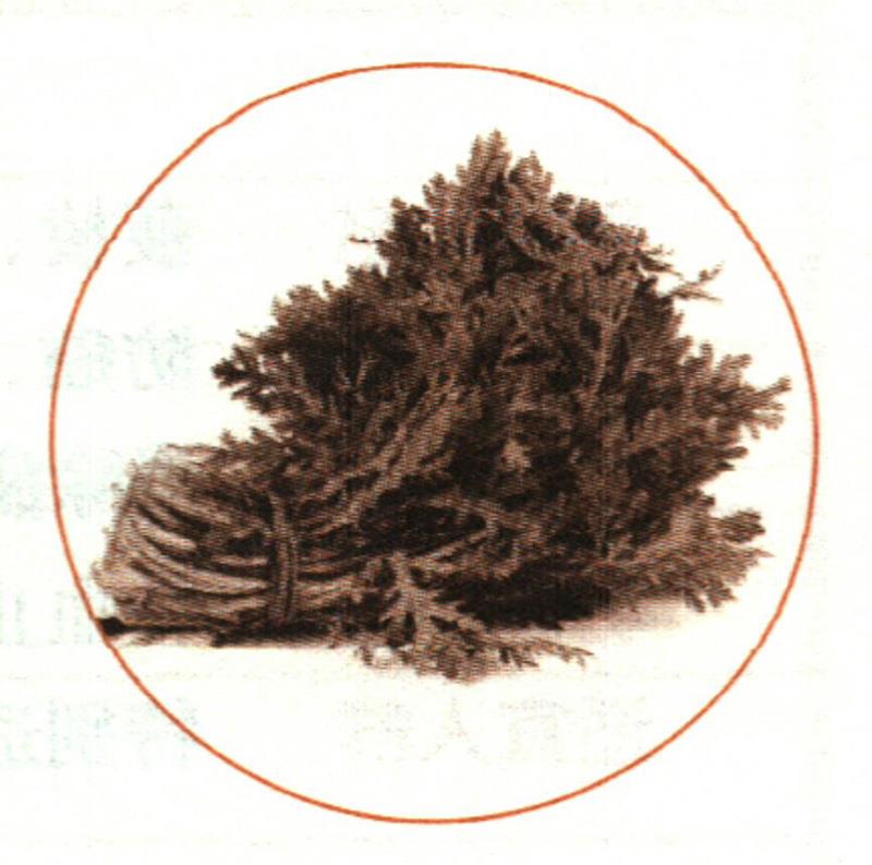 黃花魚(yú)+茼蒿=開(kāi)胃健脾、益氣生肌