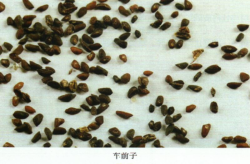 治療珠日干?。ㄐ∧c痼疾)