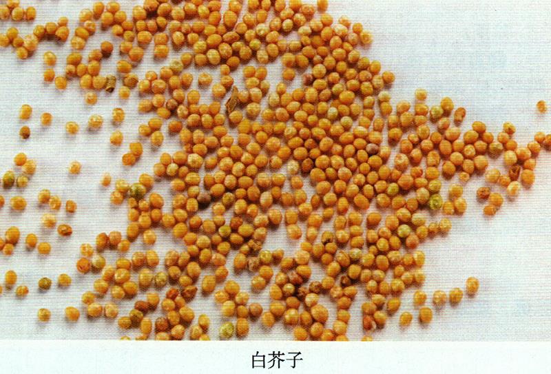 治毒蛇咬傷、癖癥、蕁麻疹方