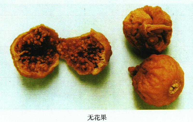 治久咳、慢性肺炎方